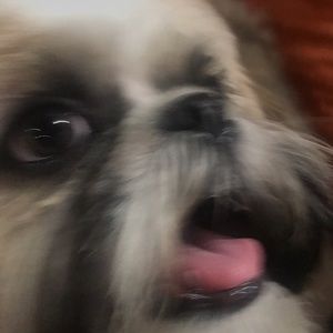 Meet your Posher, Paula